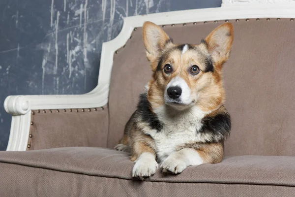 Galés Corgi Acostado Galés Corgi Perro Cachorro Perro Raza Pura Imágenes de stock libres de derechos