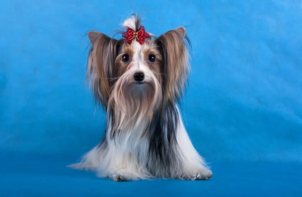 Yorkshire korkunç mavi bir arka plan üzerinde oturur