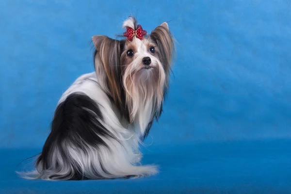 Yorkshire Terrier Sitzt Auf Blauem Hintergrund — Stockfoto