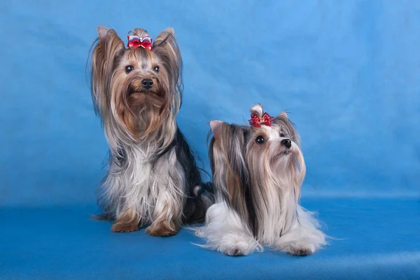 Yorkshire korkunç mavi bir arka plan üzerinde oturur