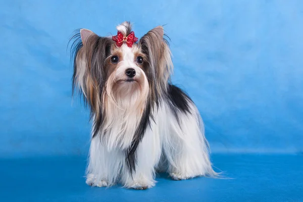 Köpek mavi bir arka plan üzerinde duruyor