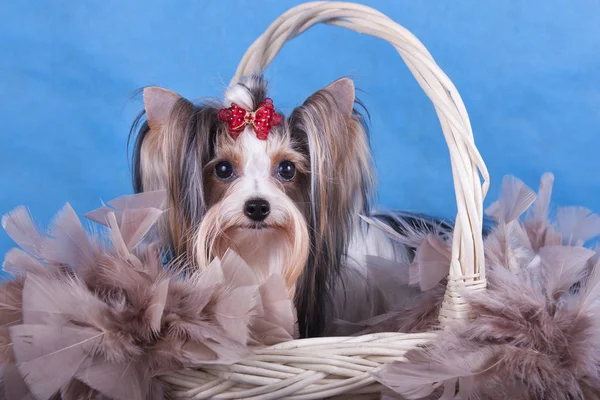 Yorkshire Terrier sepet mavi zemin üzerine oturan