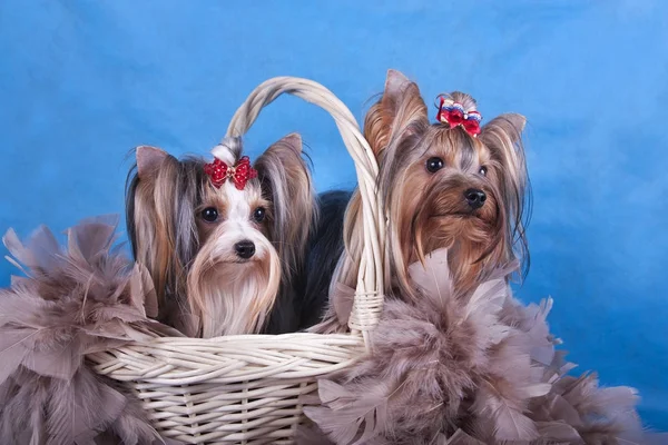 stock image Yorkshire Terrier sitting in basket on blue background