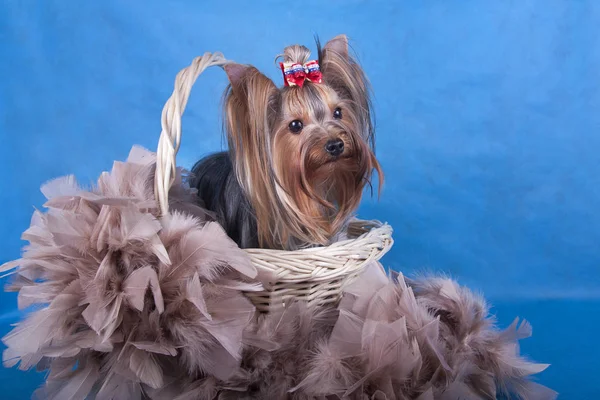 Yorkshire Terrier sepet mavi zemin üzerine oturan