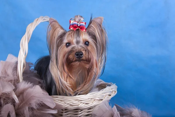 Yorkshire Terrier sepet mavi zemin üzerine oturan