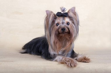 Yorkshire korkunç yerde yatıyor