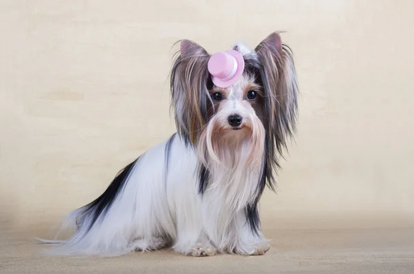 Yorkshire korkunç yere oturur