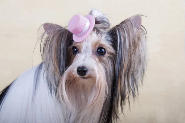 Yorkshire Terrier Sits Floor — Stock Photo, Image