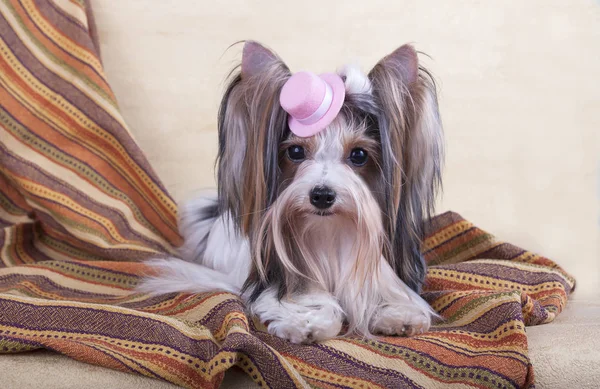 Yorkshire Terrier Sitzt Auf Dem Boden — Stockfoto