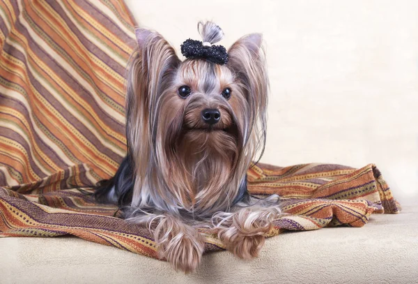 Yorkshire Terrier Ligt Vloer — Stockfoto