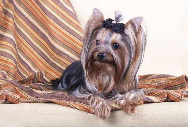 Yorkshire Terrier sits on the floor