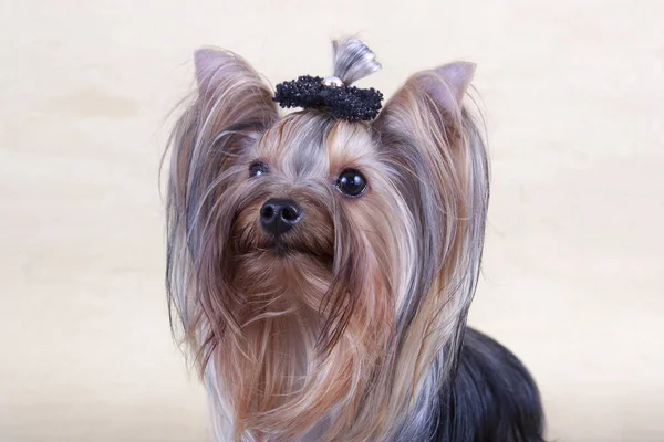Yorkshire Terrier Looks Away Royalty Free Stock Photos