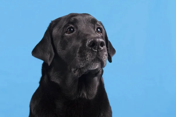 Labrador Zit Een Blauwe Achtergrond — Stockfoto