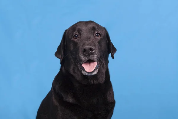 Labrador mavi bir arka plan üzerinde oturur