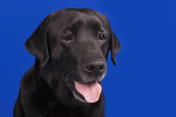 mavi bir arka plan üzerinde Siyah labrador portresi