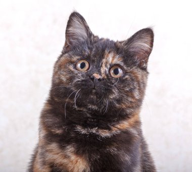 Bir kedi doğurmak İskoç fold portresi
