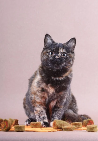 Bir atya kedi kahverengi bir arka plan üzerinde oturur