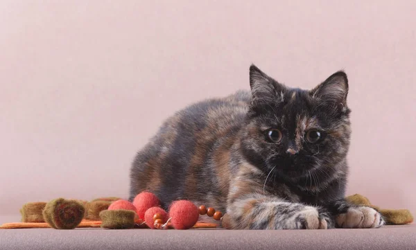 Bir atya kedi yatıyor