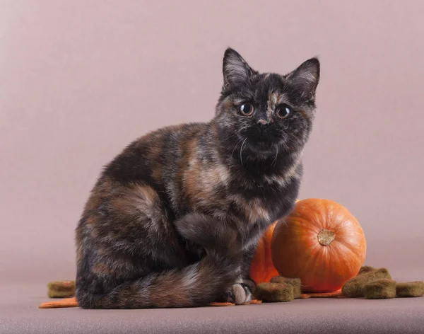 Purebred Cat Sitting Pumpkin — Stock Photo, Image