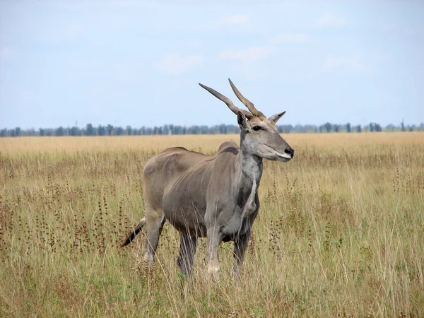 Steppe saiga, antelope, wild animal