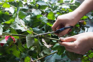 Gül budama sapları. Yapraklı bir gülün yeşil sapı