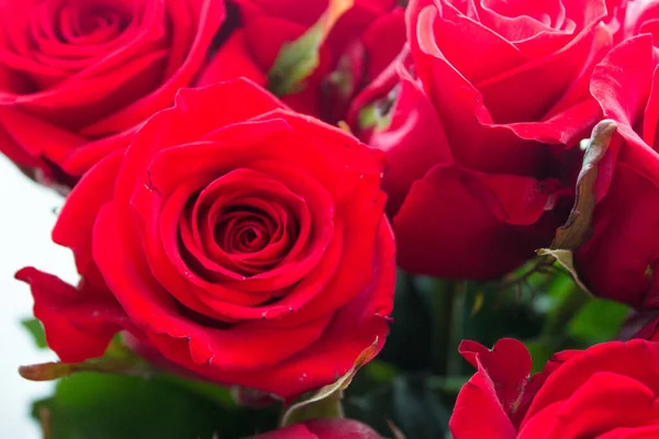 Rosa Vermelha Fresca Brilhante Conceito Amor — Fotografia de Stock