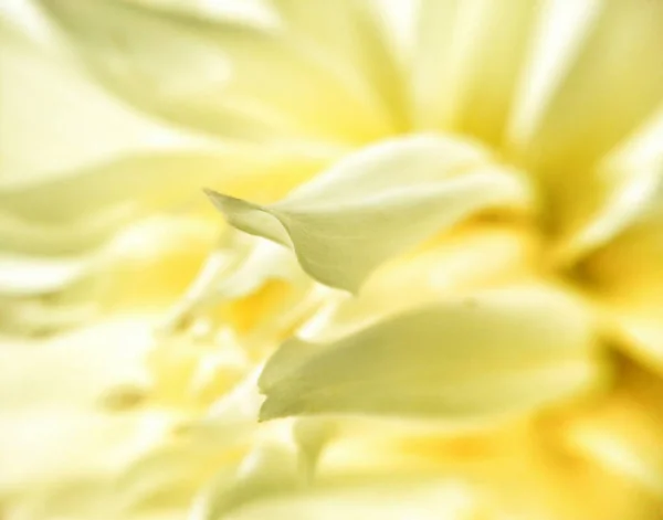 parlak sarı çiçek