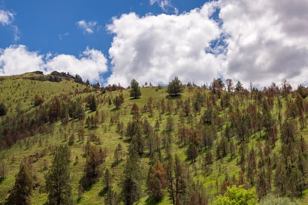 Evergreen Hayır daha