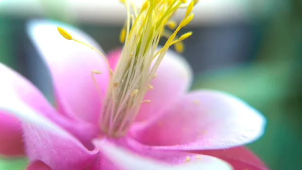 Flor rosa inclinada — Fotografia de Stock