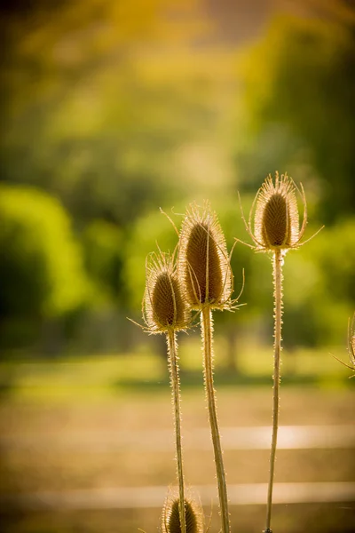 Güneşte kurutulmuş Thistle
