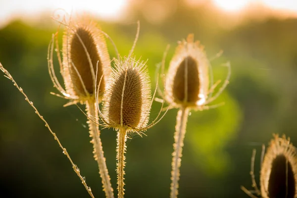 Güneşte kurutulmuş Thistle