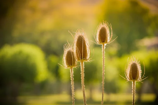 Güneşte kurutulmuş Thistle