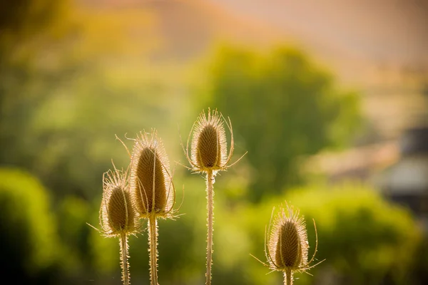 Güneşte kurutulmuş Thistle