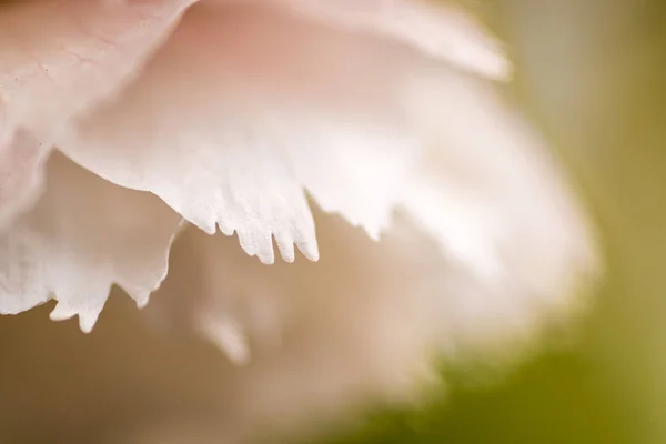 Flor de cerejeira Borda da pétala Macro — Fotografia de Stock