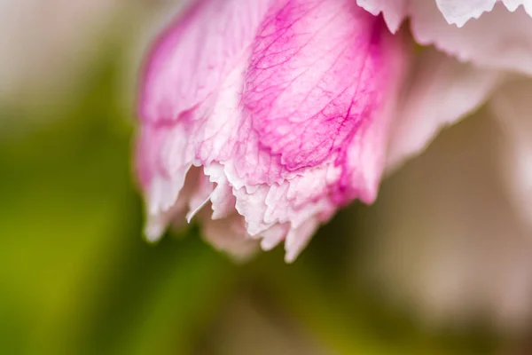 kiraz çiçeği makro