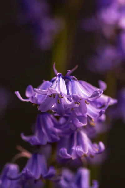 Flores de Bluebell — Foto de Stock