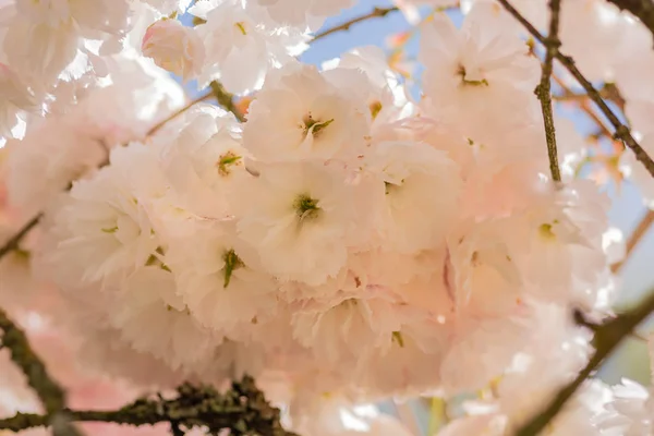 Kiraz çiçeği demet