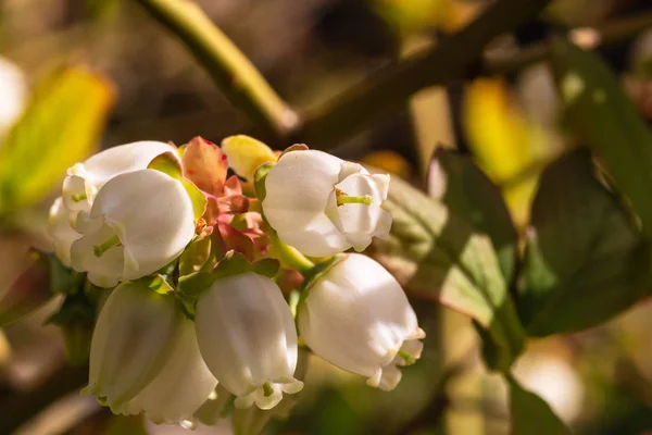 Manojo de flor de blurberry — Foto de Stock