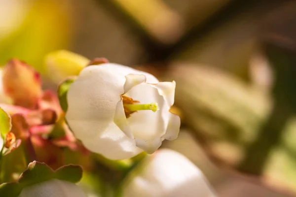 Macro de flor de arándano — Foto de Stock