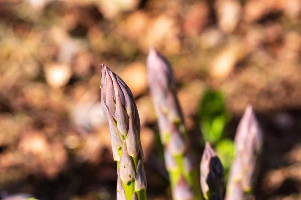 Yaprak bitleri ile kuşkonmaz