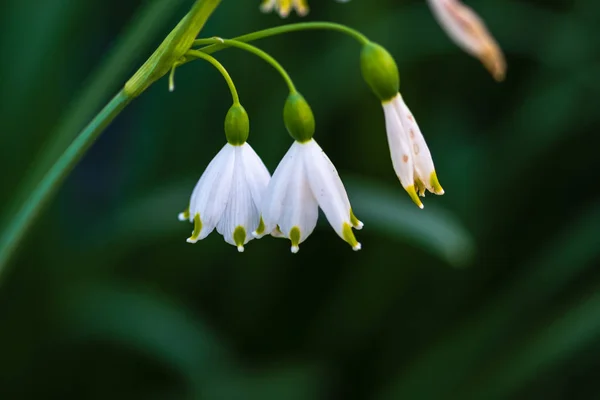 Bellflower blanco sobre verde — Foto de Stock