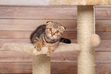 İskoç fold yavru kedi oyun