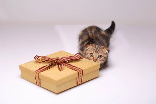 Scottish fold kitten with box Royalty Free Stock Images