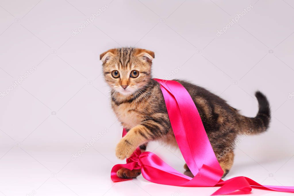 kitten playing with a red ribbon