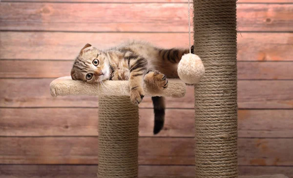 Кошки жизнь трудна — стоковое фото