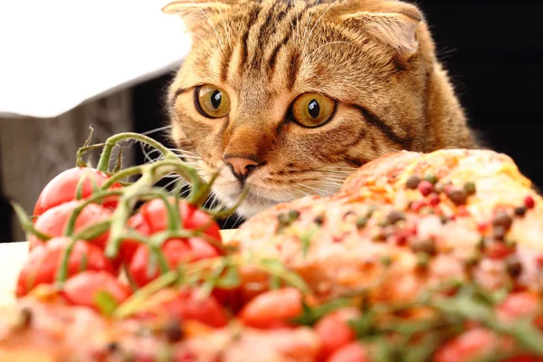 Кот на кухне смотрит — стоковое фото