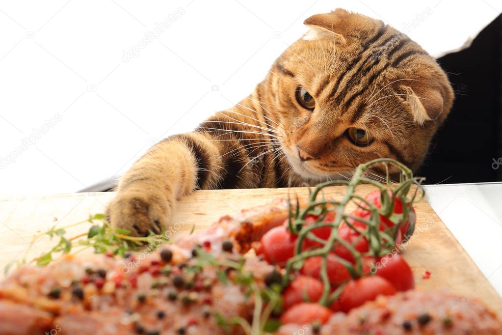 Cat playing with food
