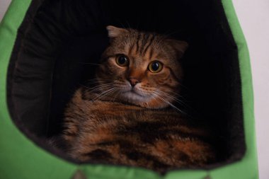 İskoç Fold kedi evde oturan