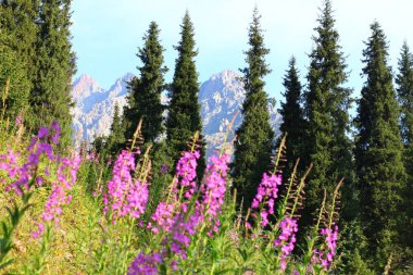 Dağlarda yürüyüş.