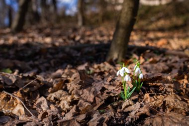 Snowdrop flower in the forest - the heralds of spring. 